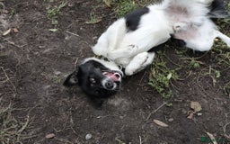 Mixed Breed dogs for adoption: 💙🐶 BOB 🐶💙 - Image 11