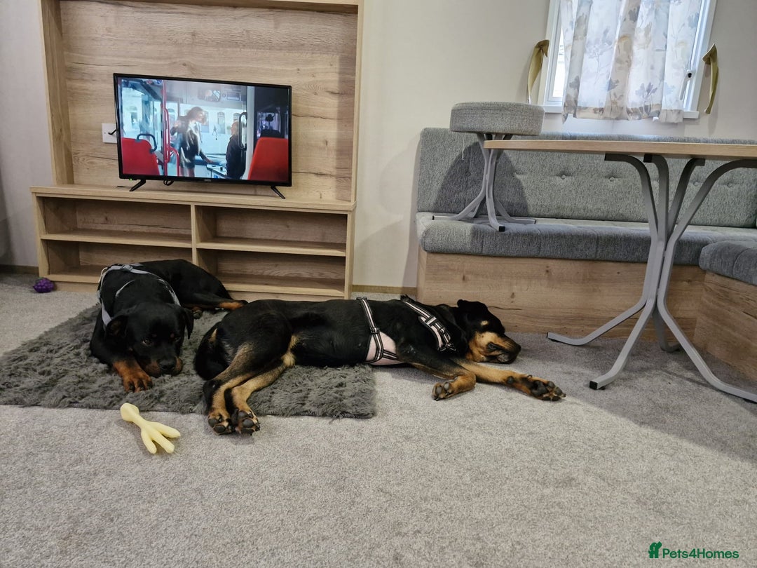 Rottweiler dogs for sale: Beautiful rottweiler pups - Advert 2