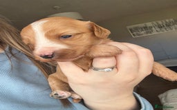 Cockapoo dogs for sale: Cockapoo Puppies - Image 6