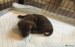 Miniature Dachshund dogs for sale: Miniature dachshund baby’s  - Image 19