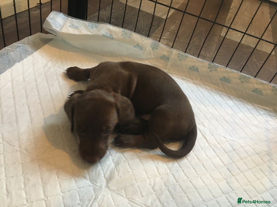 Miniature Dachshund dogs for sale: Miniature dachshund baby’s  - Image 19