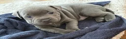 Staffordshire Bull Terrier dogs for sale: ‼️ Fully Vaccinated Males Available - Advert 8