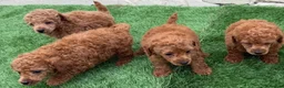 Toy Poodle dogs for sale: Kc red toy poodle puppys - Advert 18