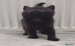 British Shorthair cats for sale: Ready now! Affectionate Black GCCF female - Image 5