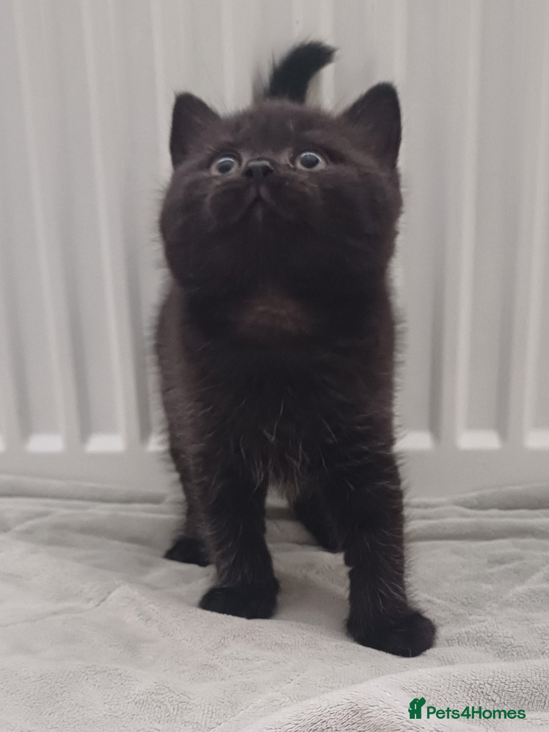 British Shorthair cats for sale: Ready now! Affectionate Black GCCF female - Image 5