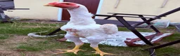 Chickens poultry for sale: WHITE O SHAMO CHICKENS - Advert 2