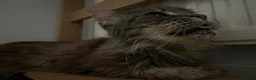 Maine Coon cats for sale: Gorgeous Purebred Maine Coon  - Advert 1