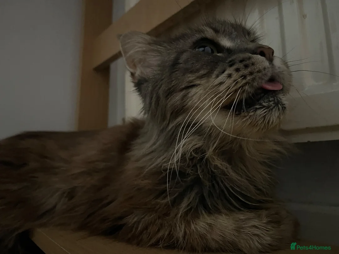 Maine Coon cats for sale: Gorgeous Purebred Maine Coon  - Advert 1