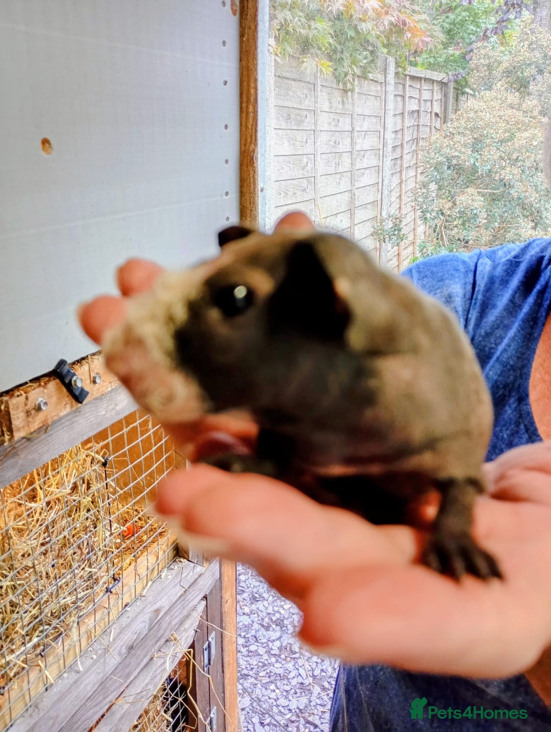 Guinea Pig rodents for sale: Skinny Pig Males - Image 4