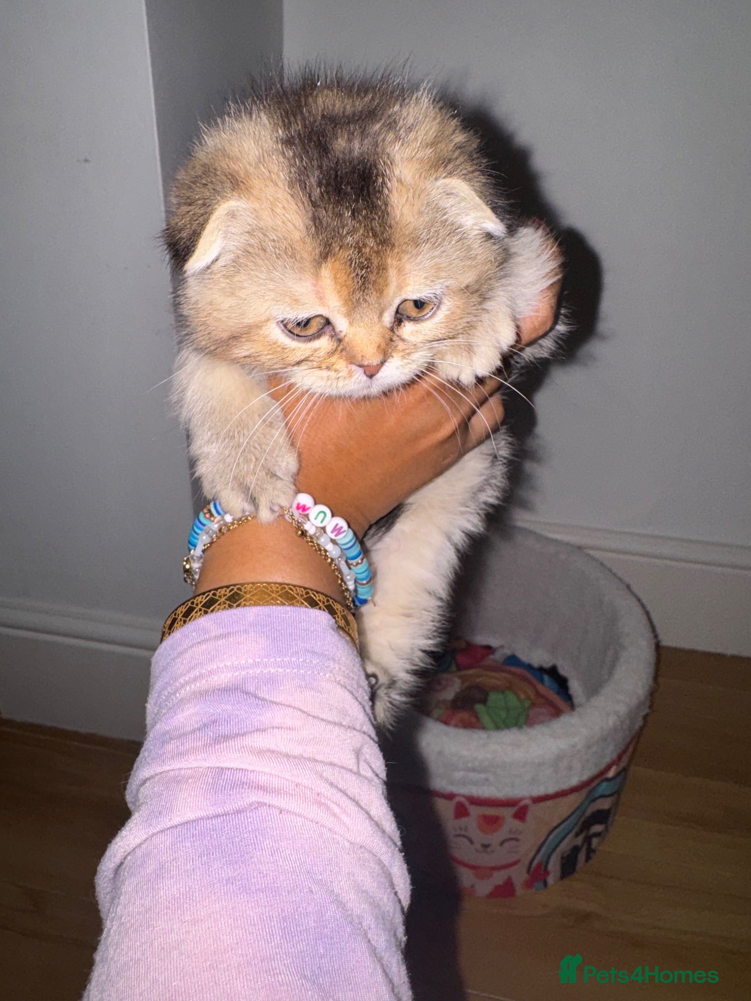Scottish Fold cats Scottish fold and British shorthair kittens £400 - Advert 2