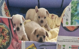 Chihuahua dogs for sale: Short-Haired Applehead Chihuahuas - Image 18