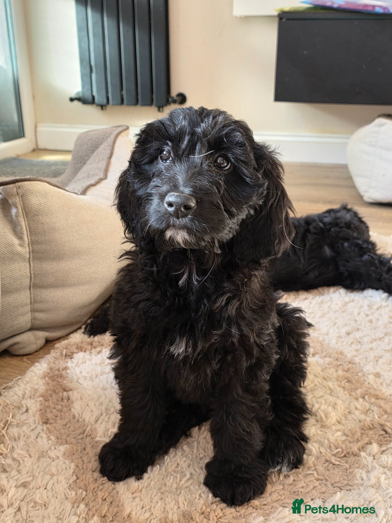 Goldendoodle dogs Ready Now Outstanding F1 Goldendoodle Puppies - Advert 4