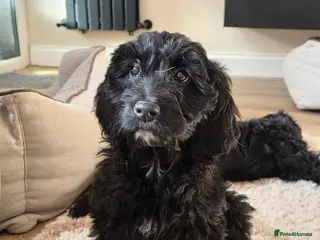 Goldendoodle dogs Ready Now Outstanding F1 Goldendoodle Puppies - Advert 4