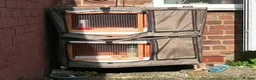 Quail poultry for sale: Family of Quails (Laying) - Advert 7