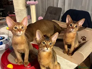 Abyssinian cats Abyssinian kittens looking for forever homes - Advert 9