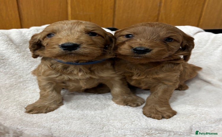 Cockapoo dogs Stunning Cockapoos Puppies DNA tested parents  - Advert 16