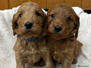 Cockapoo dogs Stunning Cockapoos Puppies DNA tested parents - Advert 5