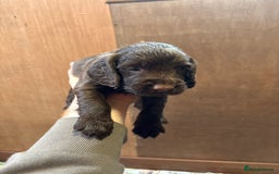Sprocker dogs for sale: Beautiful Sprocker Spaniel puppies  - Image 9