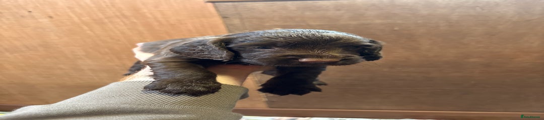  Puppy 2