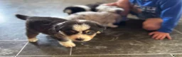 Australian Shepherd dogs for sale: Fully health tested KC registered showline Aussies - Advert 12