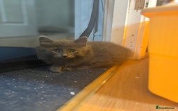 Mixed Breed cats for sale: Two beautiful litters 2 days apart  - Image 8