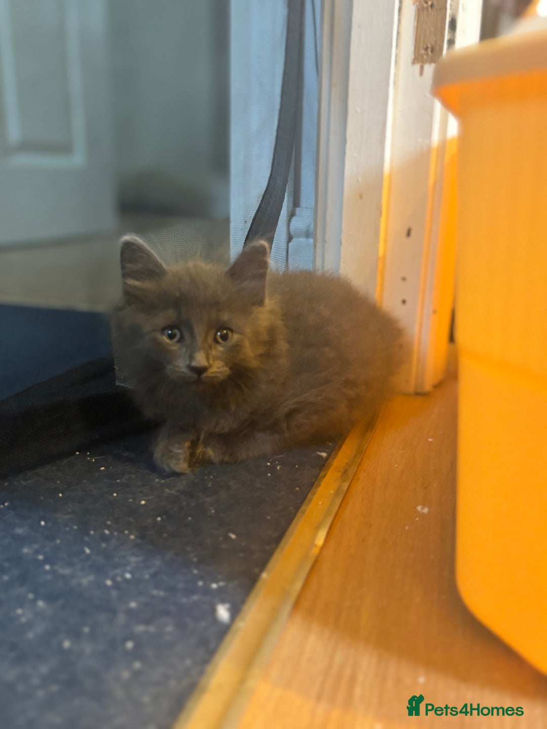 Mixed Breed cats for sale: Two beautiful litters 2 days apart  - Image 8
