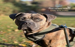 Mixed Breed dogs for sale: Beautiful Bruno - Image 2
