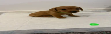 Dachshund Puppy 7