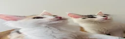 Maine Coon cats for sale: Pure bred Maine coon Kittens  - Advert 13