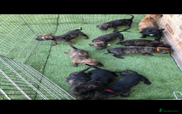 Presa Canario dogs for stud: STUD DOG presa canario pedigree reverse brindle - Image 12