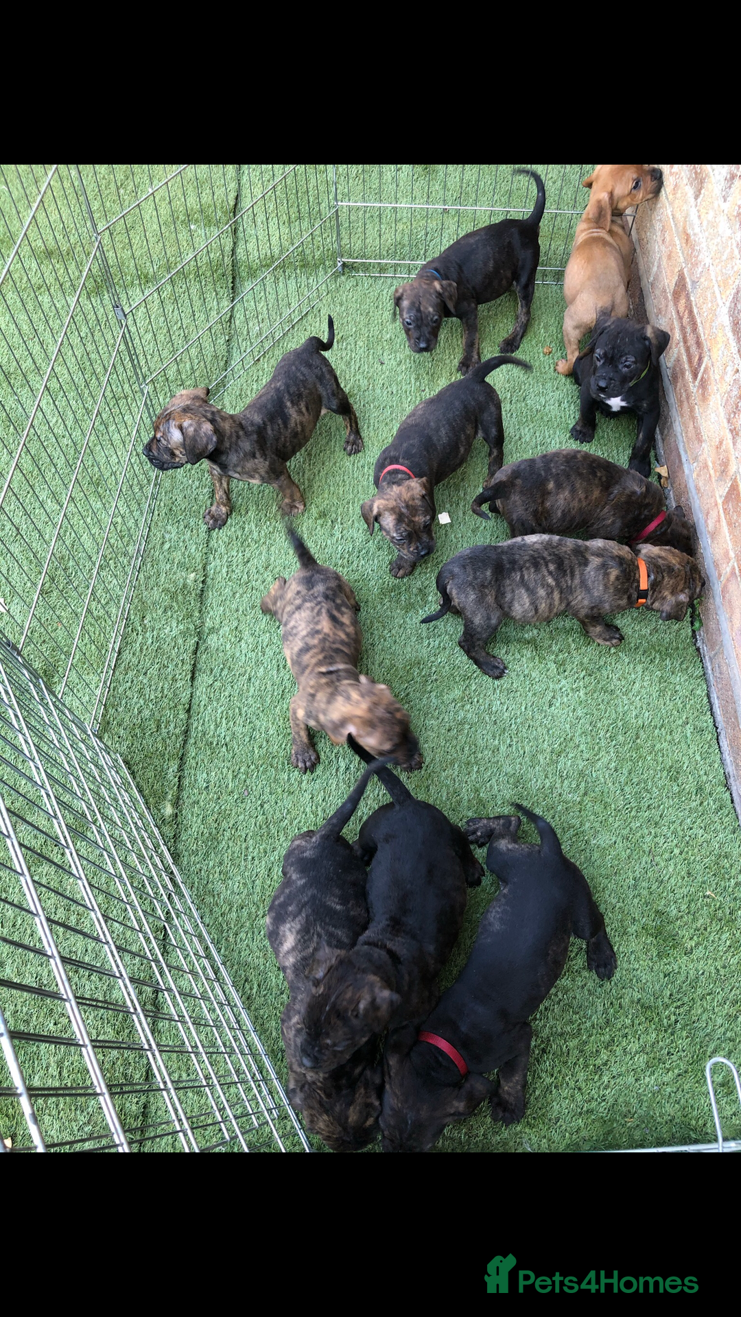 Presa Canario dogs for stud: STUD DOG presa canario pedigree reverse brindle - Image 12
