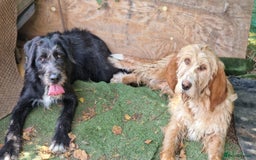Irish Wolfhound dogs for adoption: Candy - Image 2