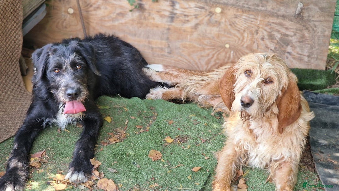 Irish Wolfhound dogs for adoption: Candy - Image 2