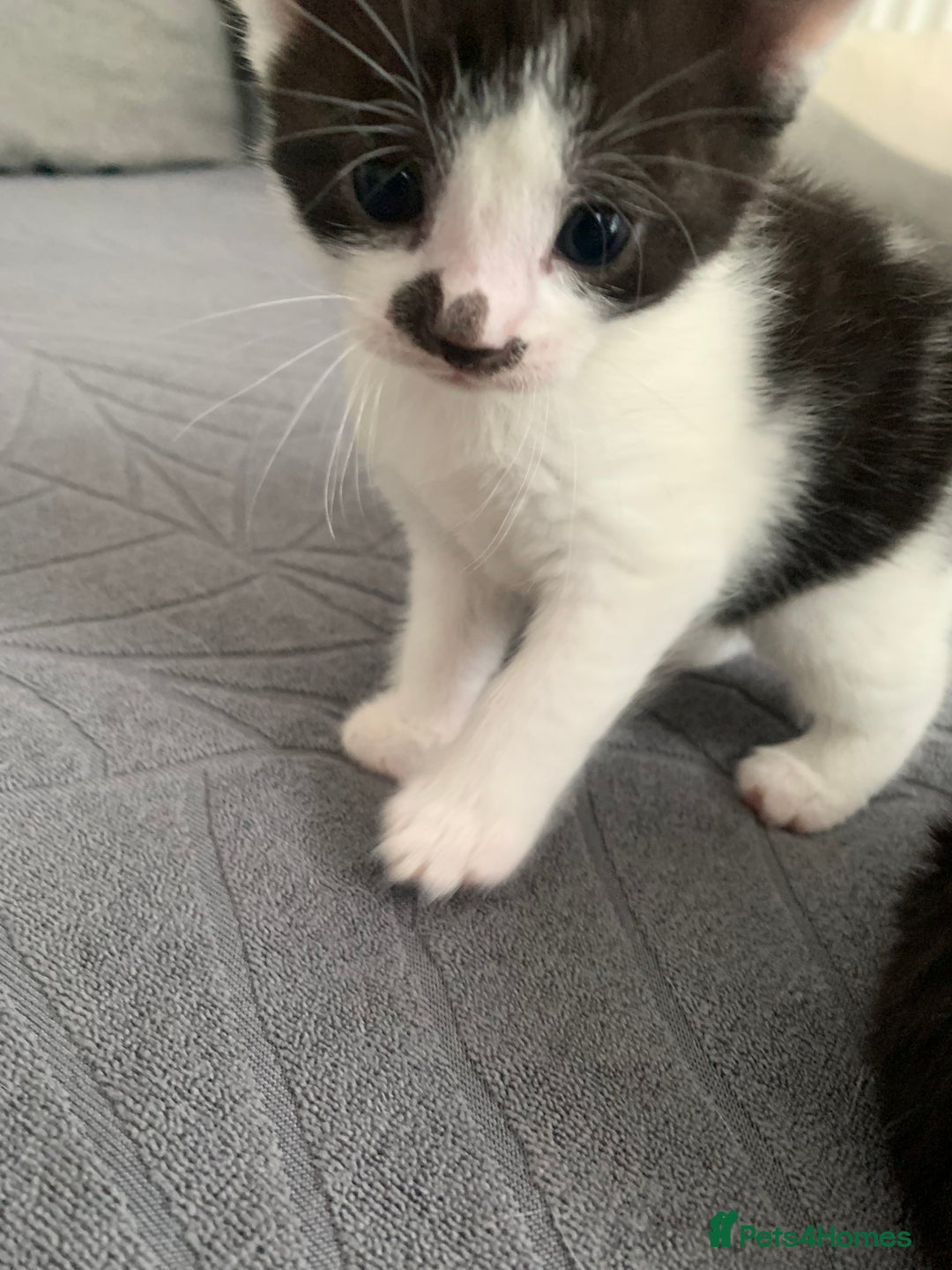 Domestic Shorthair cats for sale: 5 gorgeous kittens 🐈‍⬛  - Advert 8