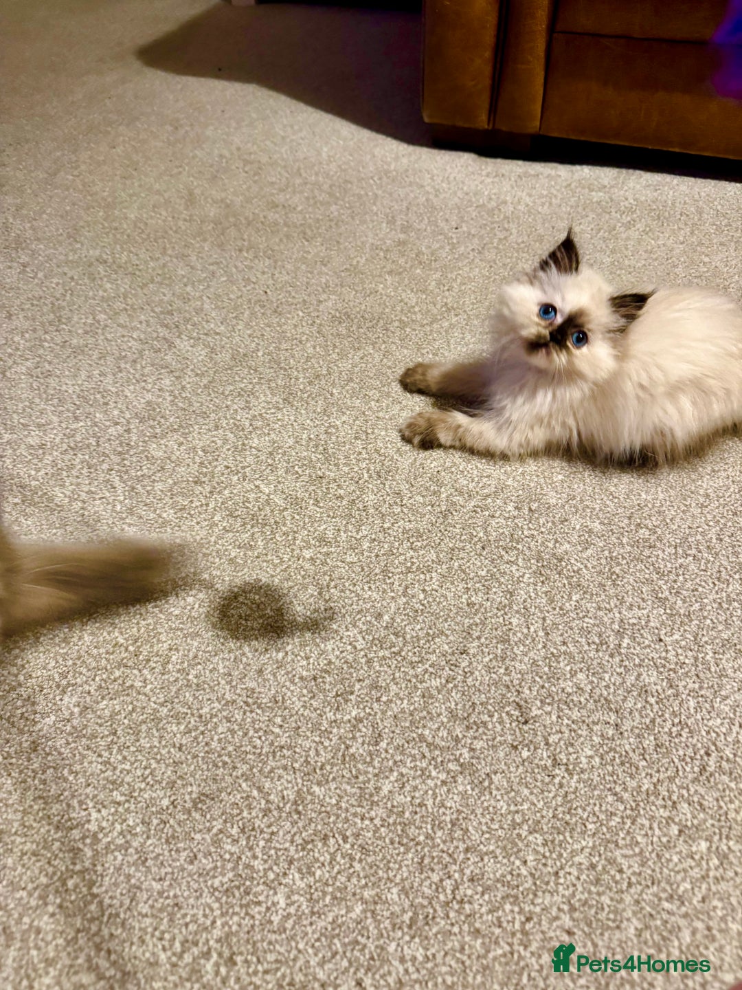 Birman cats for sale: Beautiful  Tortie  girl avaible - Advert 11