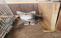 Mixed Breed cats for sale: 4 kittens a quarter ragdoll - Image 3