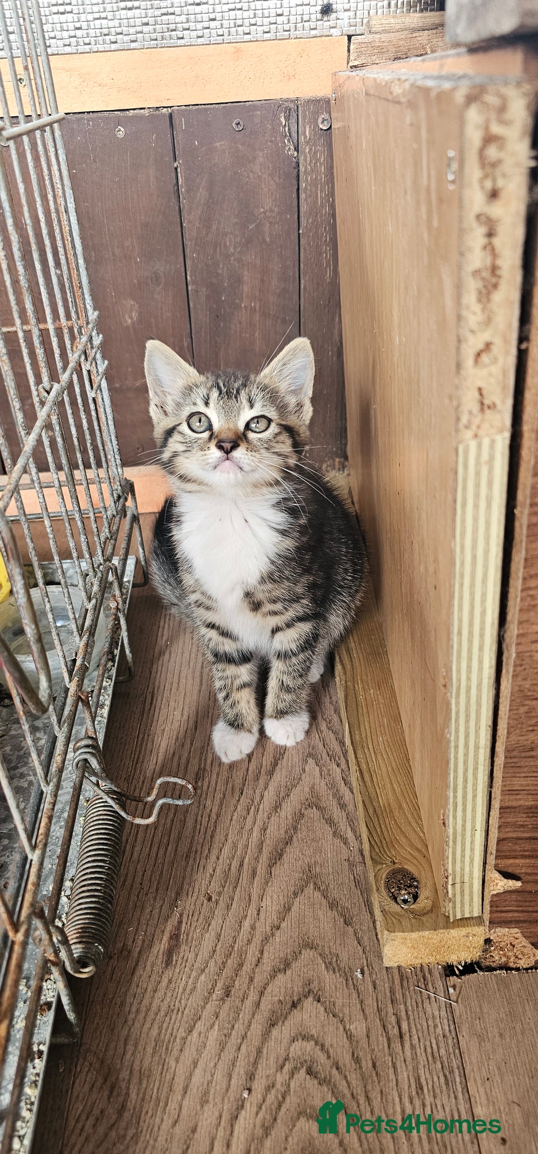 Mixed Breed cats for sale: 4 kittens a quarter ragdoll - Image 3