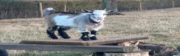 Goats livestock for sale: 4 stunning Pygmy Goat Wethers - Advert 1