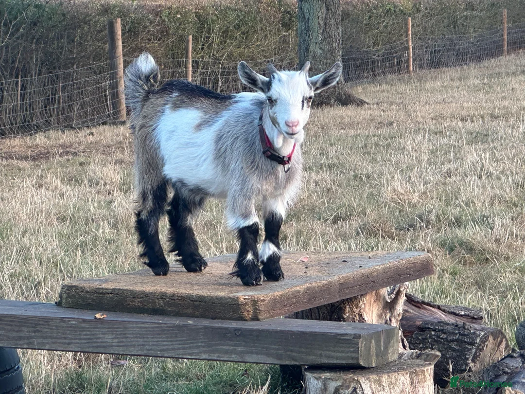 Goats livestock for sale: 4 stunning Pygmy Goat Wethers - Advert 1