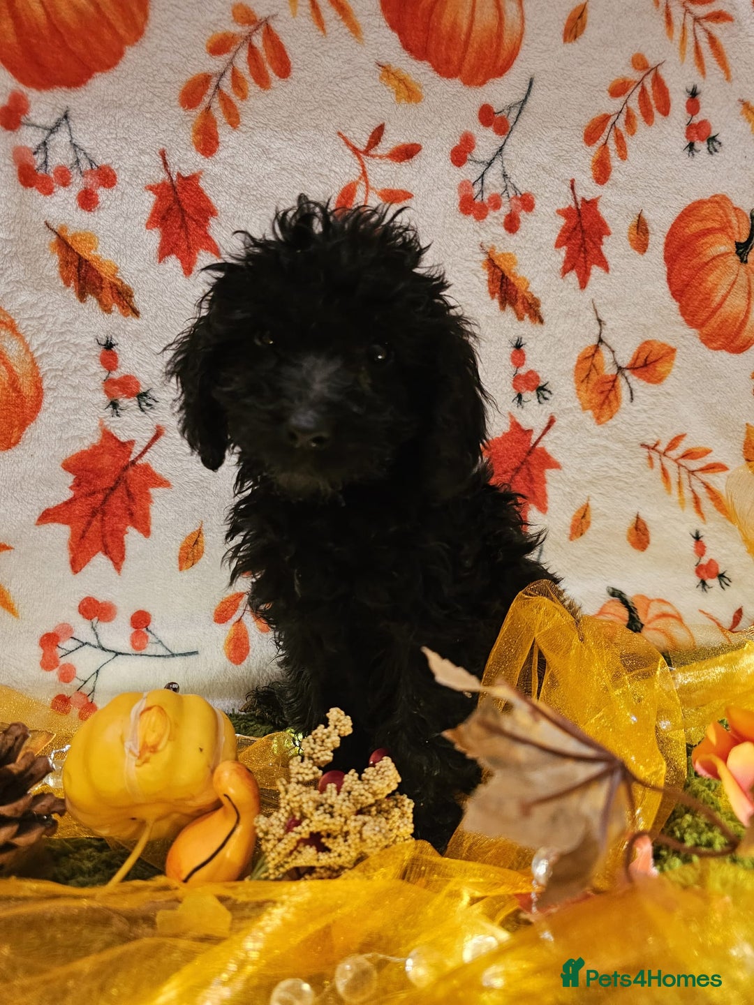 Cockapoo dogs for sale: Ready to go 10 October tiny toy cockapoos  - Image 24