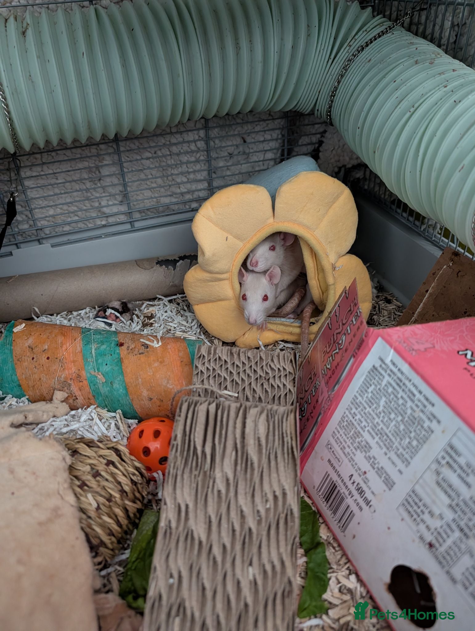 Rat rodents Three lovely ladies available  - Advert 1