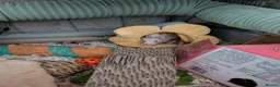 Rat rodents for sale: Three lovely ladies available  - Advert 1
