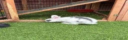 Mixed Breed rabbits for sale: 3 Mini Rex Lops in Weymouth - Advert 5