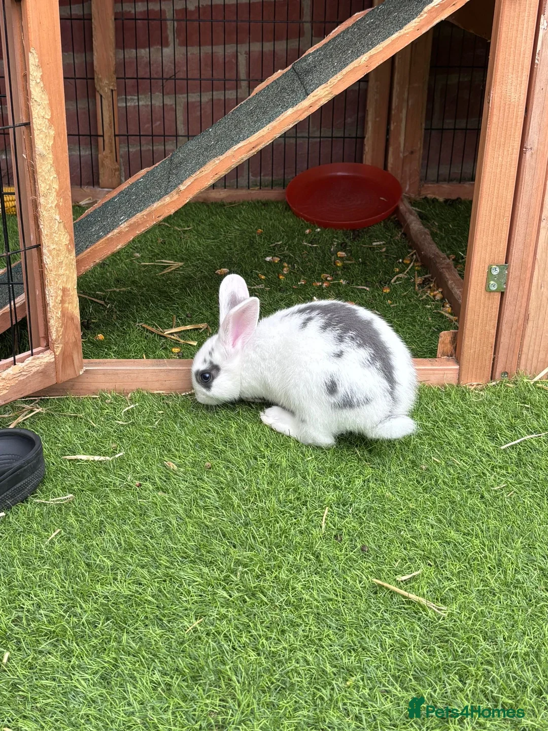 Mixed Breed rabbits for sale: 3 Mini Rex Lops (1 left, white and grey markings) - Advert 1
