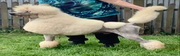 Standard Poodle dogs for stud: KC Cream Standard boy at stud  - Advert 4