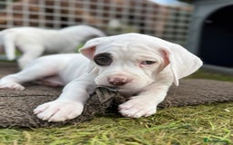 Braque du Bourbonnais dogs for sale: Braque du Bourbonnais Puppies - Image 27