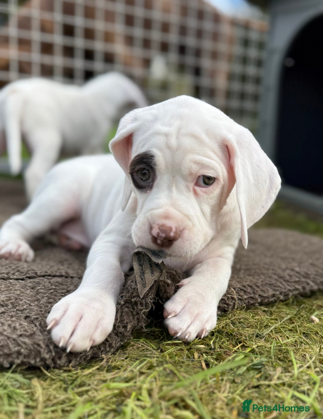 Braque du Bourbonnais dogs for sale: Braque du Bourbonnais Puppies - Image 27