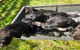 Mixed Breed dogs for sale: Labrador cross saluki - Image 3