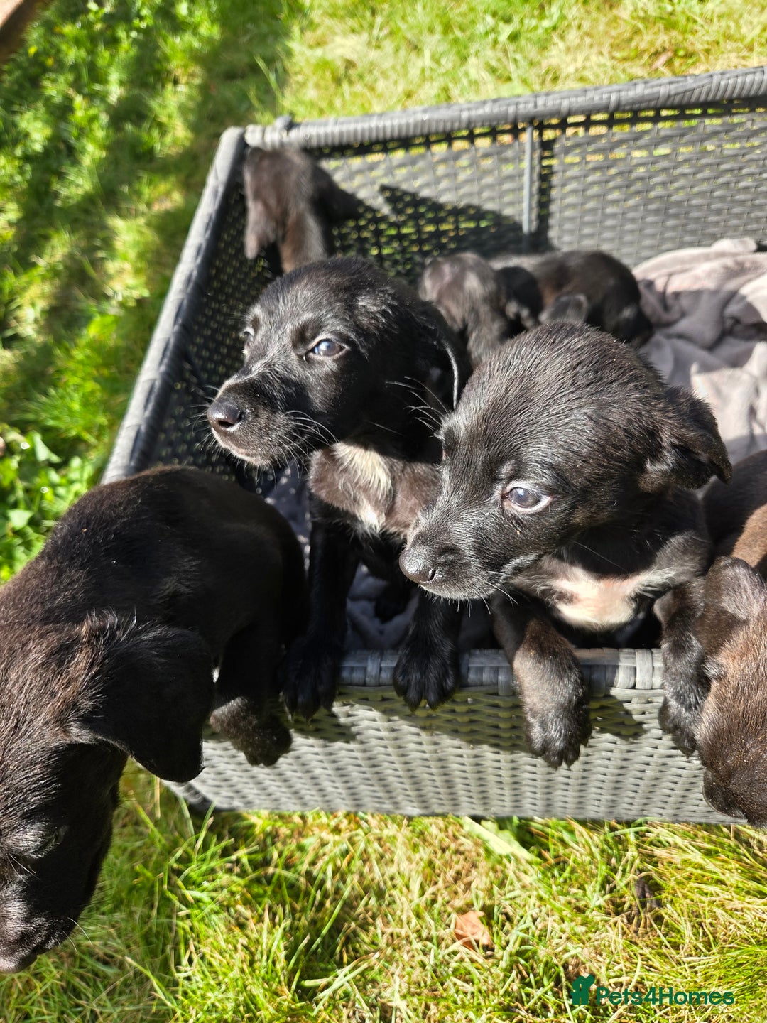 Mixed Breed dogs for sale: Labrador cross saluki - Image 3