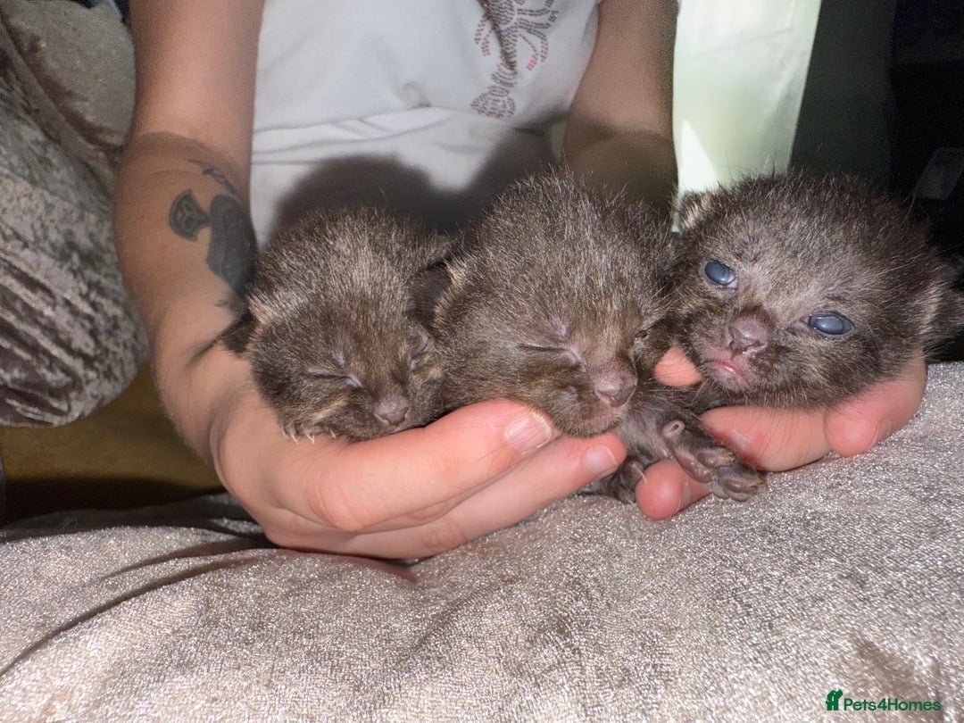 Mixed Breed cats for sale: 3 Gorgeous Girls - Image 1